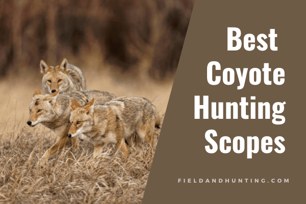 Best Coyote Hunting Scopes