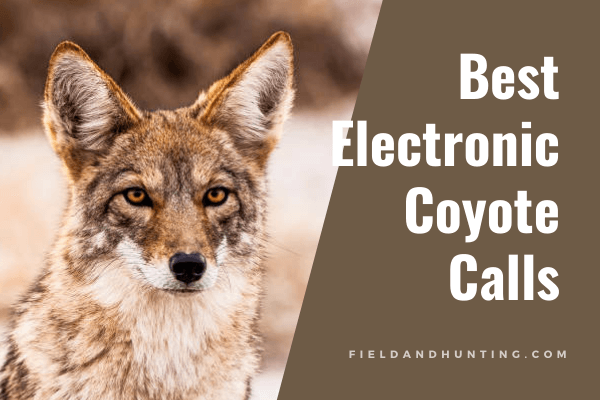 Best Electronic Coyote Calls