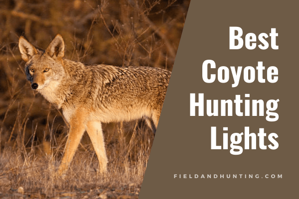 Best coyote hunting lights