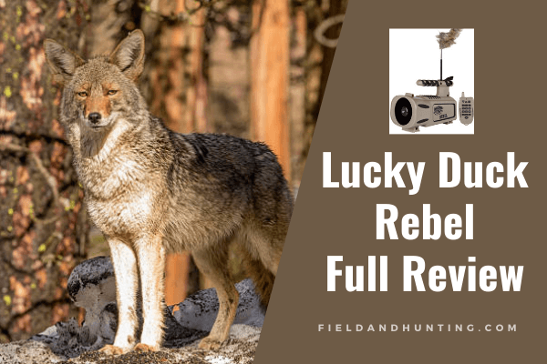 Lucky Duck Rebel Review