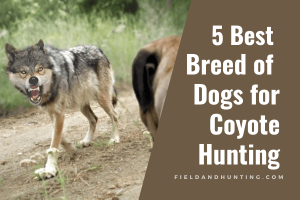 5 Best Breed of Dogs for Coyote Hunting