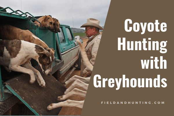 Coyote Hunting with Greyhounds